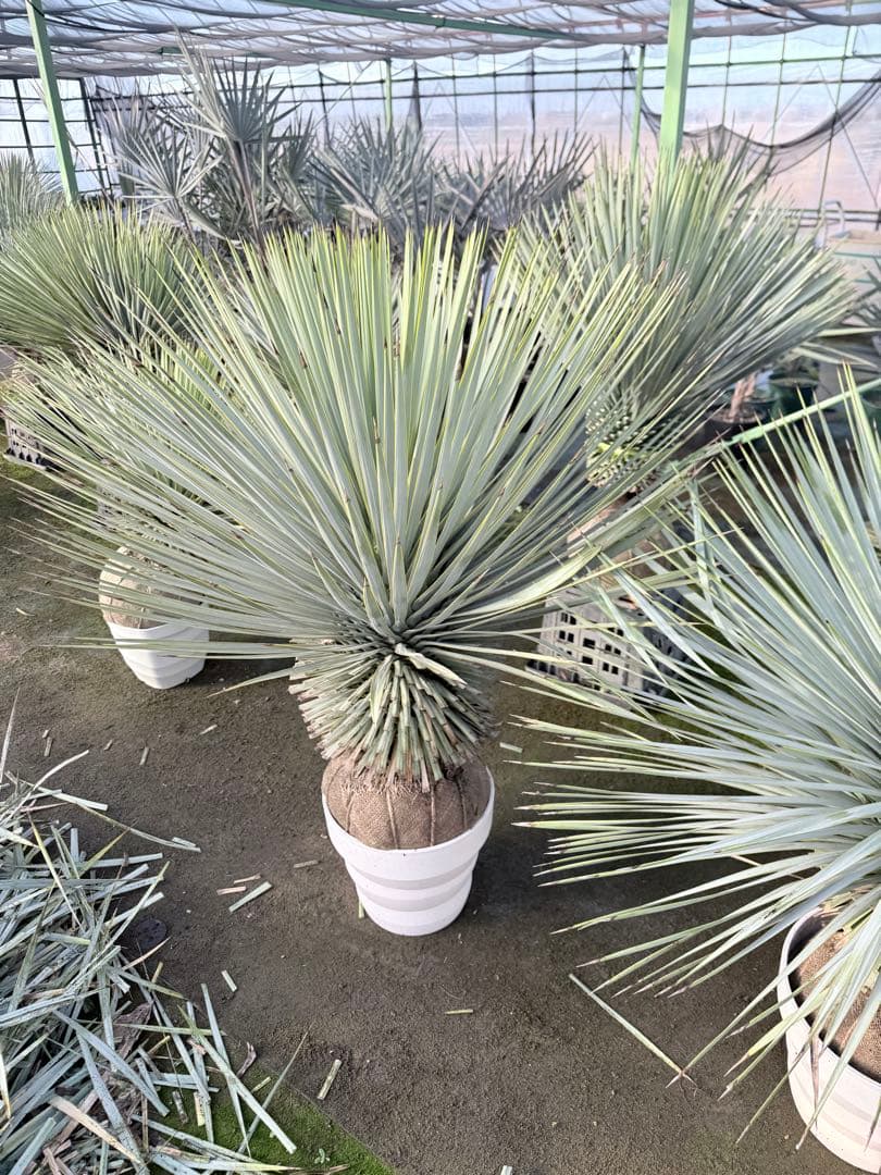 LA ALBERO ロストラータ専門店　上級根巻き個体