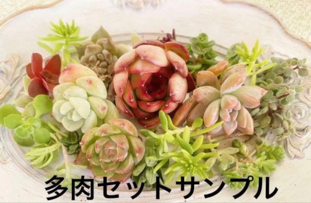 ⑦箱庭セット✿多肉寄せ植えセット