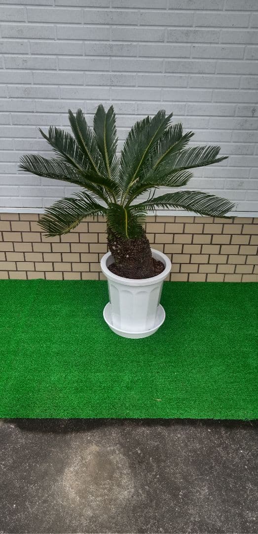 ソテツ 10号プラ鉢 幹太(ドスコイ級)高さ1.03m程(鉢底から)