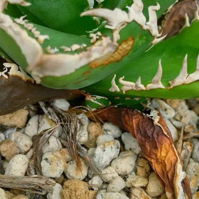 アガベ チタノタ 白亜 ブツブツ 表裏スタッズ