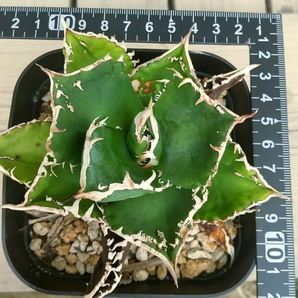 アガベ チタノタ 白亜 ブツブツ 表裏スタッズ