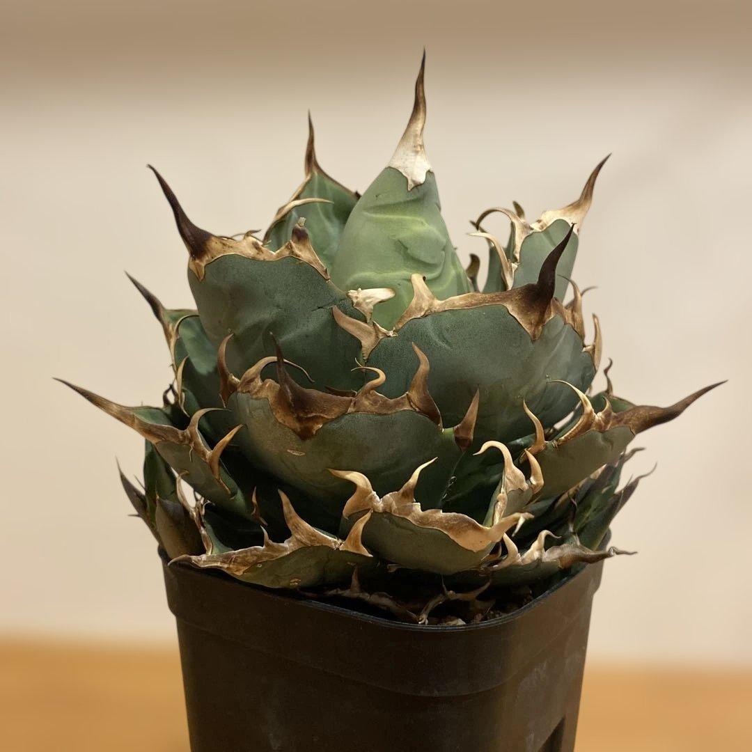 チタノタ　ハデス　親株