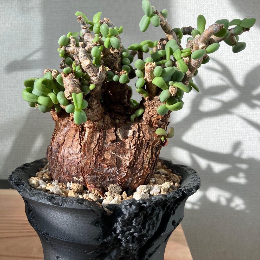 【塊根植物】 ケラリア・ピグマエア 現地株 幹幅 約7cm 3Dプリンタ鉢付き