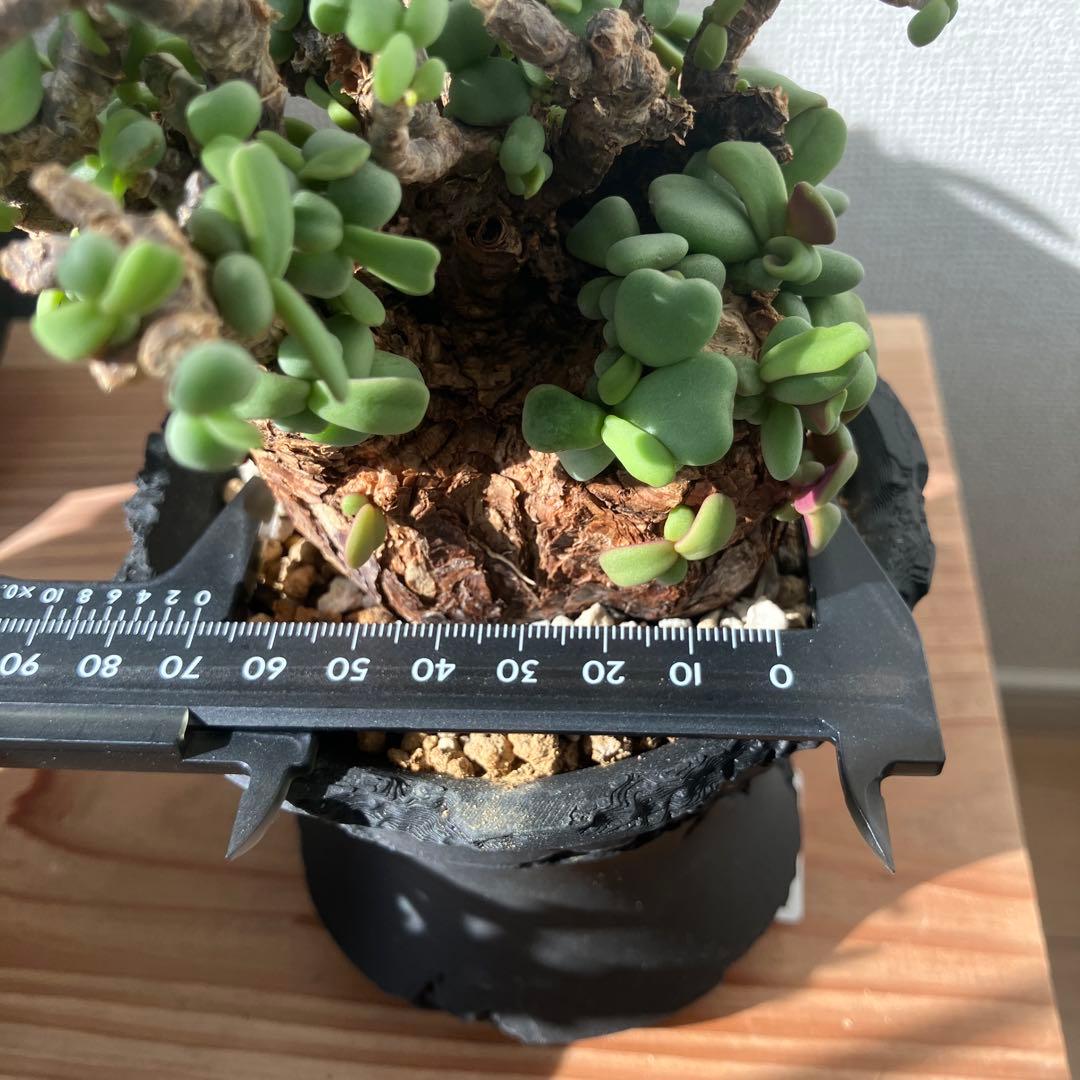 【塊根植物】 ケラリア・ピグマエア 現地株 幹幅 約7cm 3Dプリンタ鉢付き