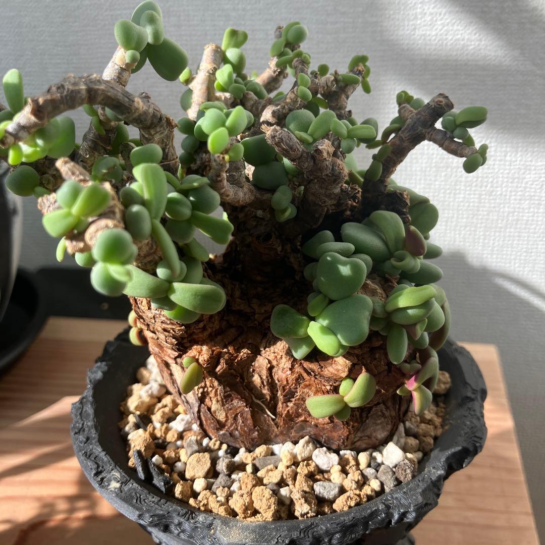 【塊根植物】 ケラリア・ピグマエア 現地株 幹幅 約7cm 3Dプリンタ鉢付き