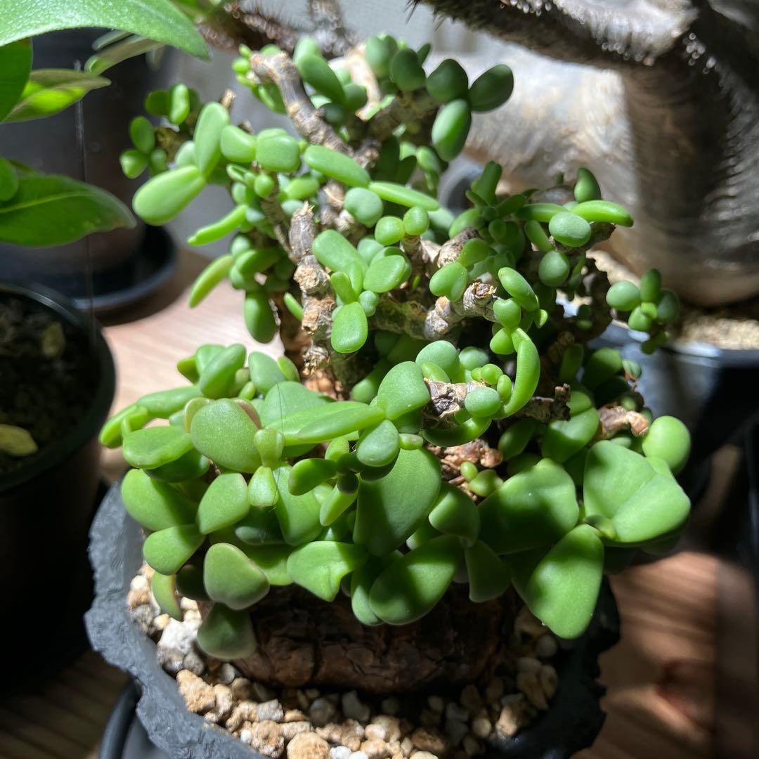 【塊根植物】 ケラリア・ピグマエア 現地株 幹幅 約7cm 3Dプリンタ鉢付き