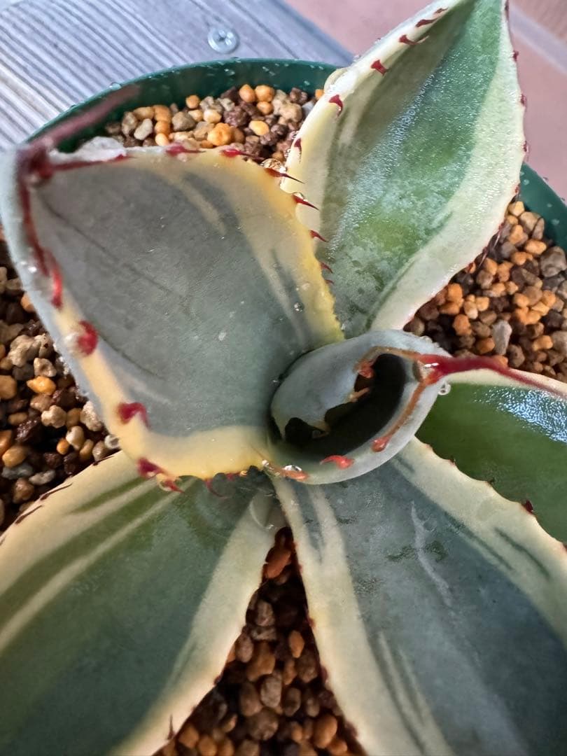 アガベ Agave parryi var. truncata 'Orizaba' 198