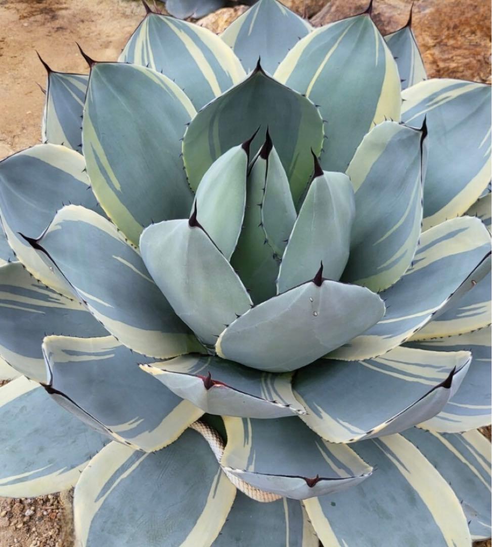 アガベ Agave parryi var. truncata 'Orizaba' 198