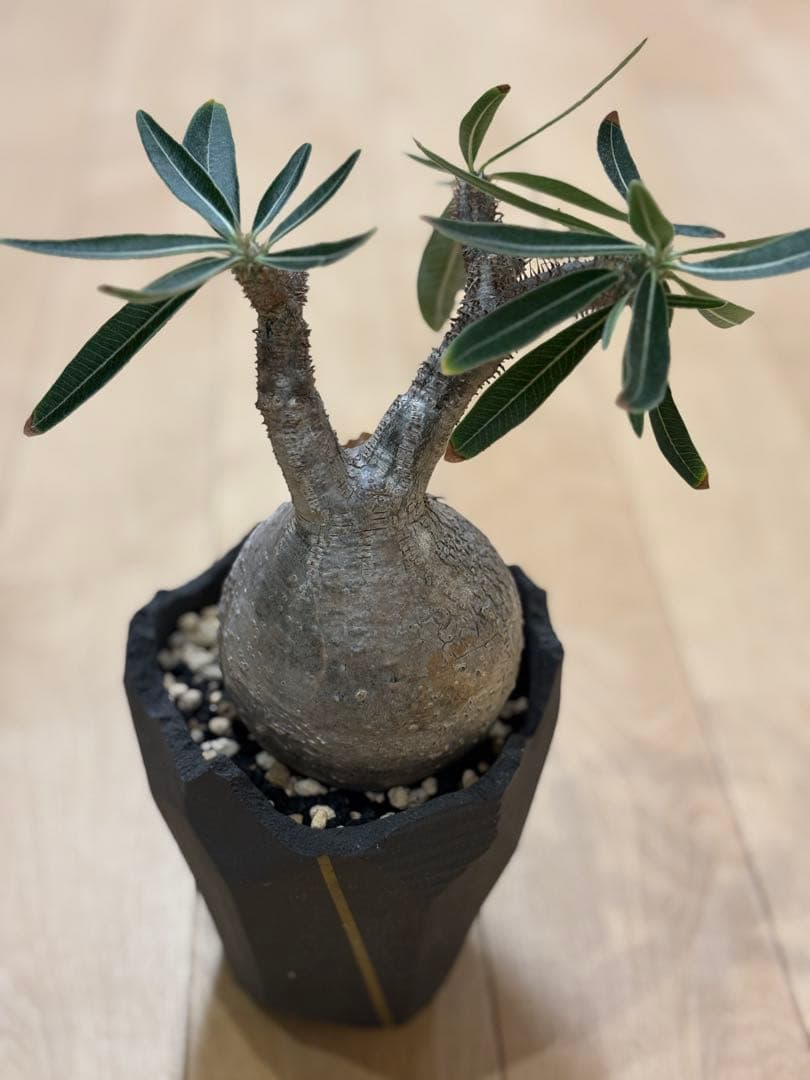 11月14日現在　パキポディウム　グラキリス　現地株