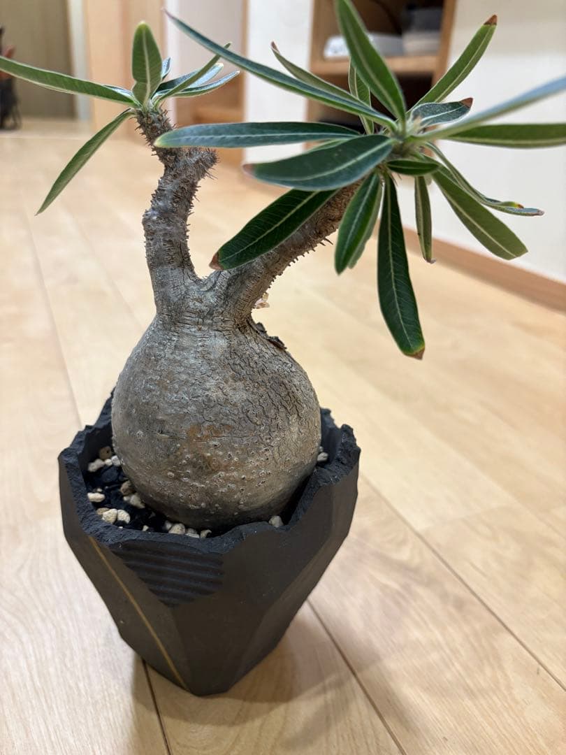 11月14日現在　パキポディウム　グラキリス　現地株