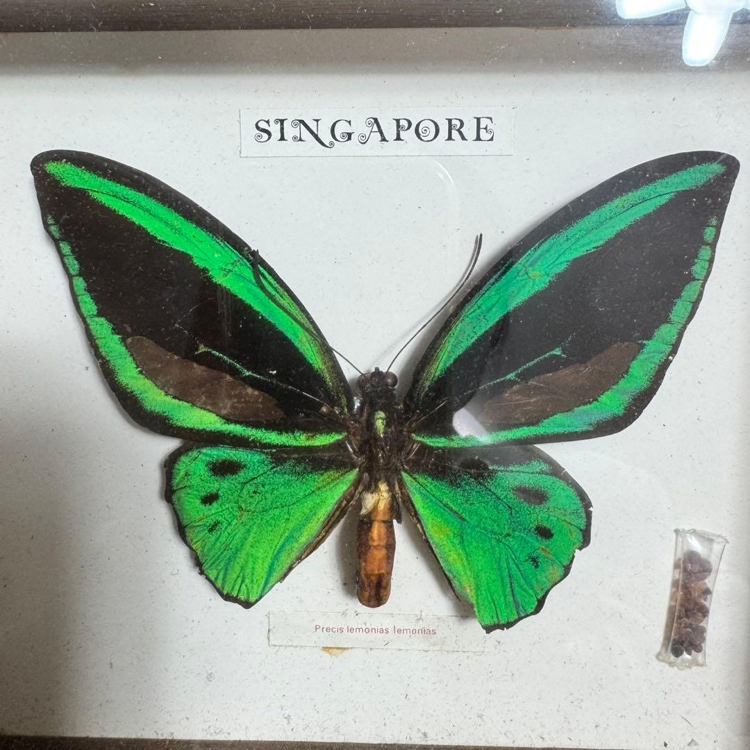 メガネアゲハ 標本 precis lemonias lemonias