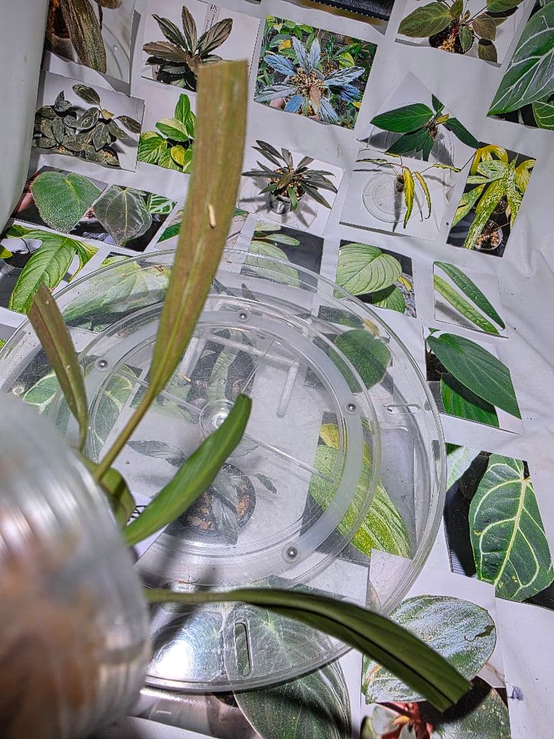 熱帯植物　ガランサルムsp.シンタン　赤脈