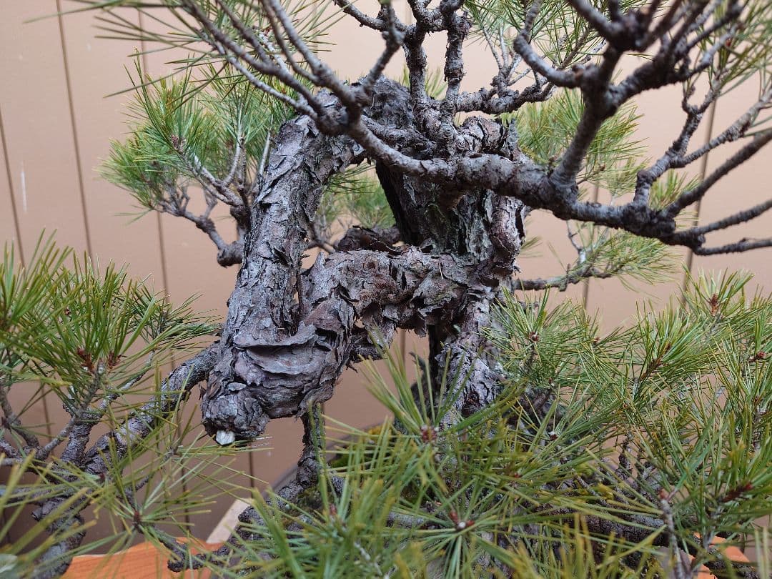 盆栽　赤松