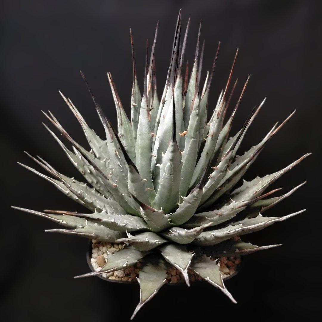 アガベ ユタエンシス ネバデンシス 根鉢 中株 エボリスピナ カイバベンシス