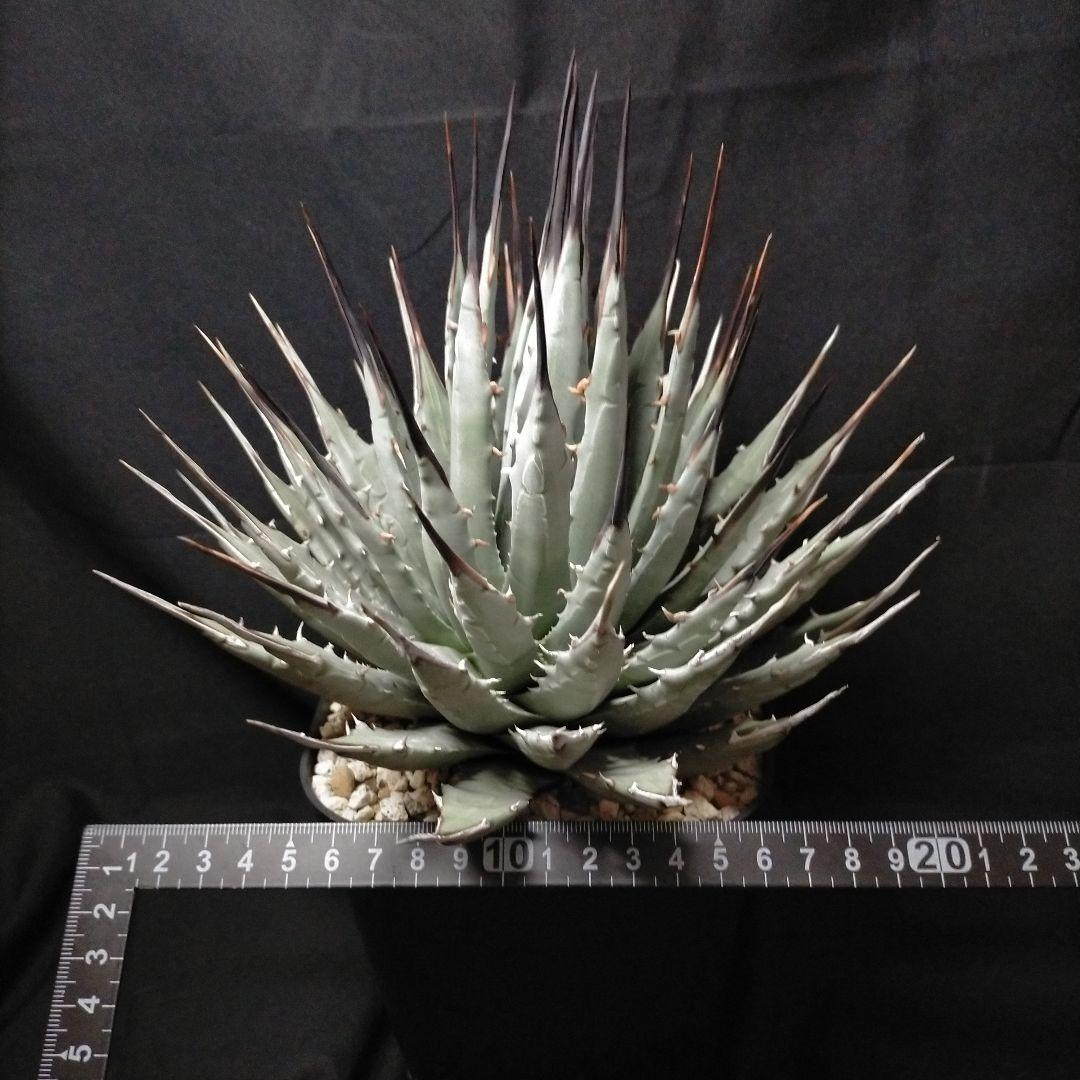 アガベ ユタエンシス ネバデンシス 根鉢 中株 エボリスピナ カイバベンシス