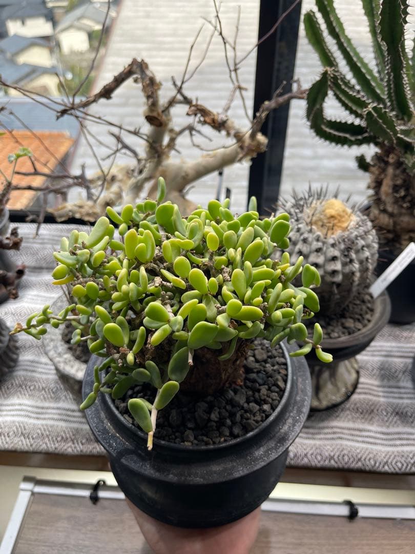 ケラリアピグマエア・ペラルゴニウムミラビレ 冬型塊根