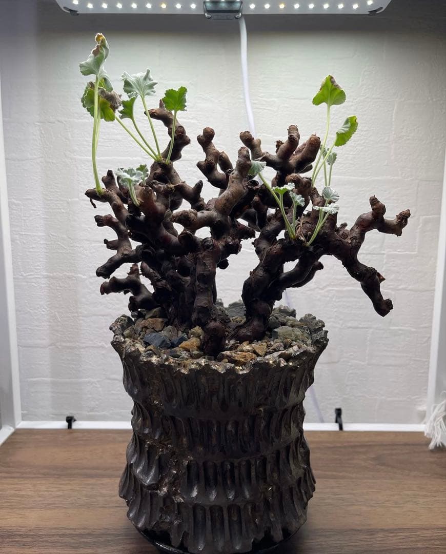 ケラリアピグマエア・ペラルゴニウムミラビレ 冬型塊根