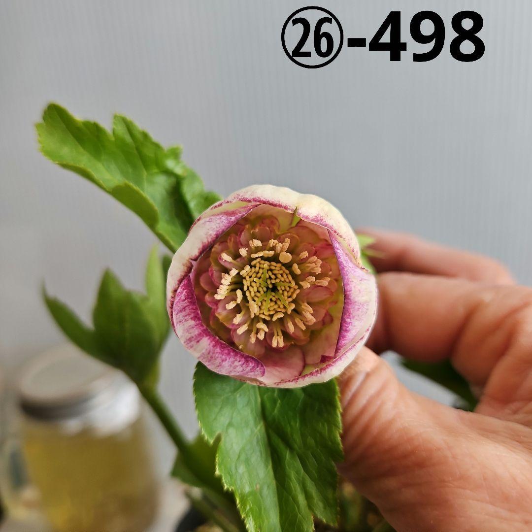 ㉖-498クリスマスローズ