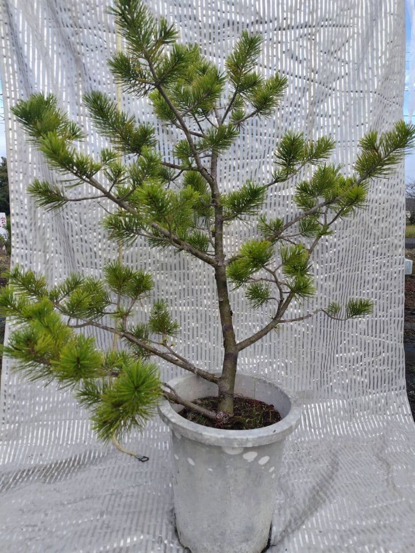 白松　ハクショウ　90cm　希少