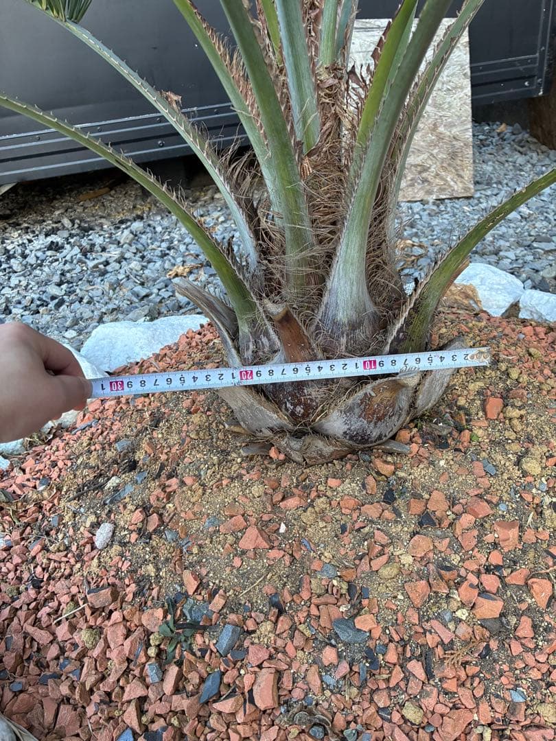 引き取り限定　ココスヤシ　幹極太