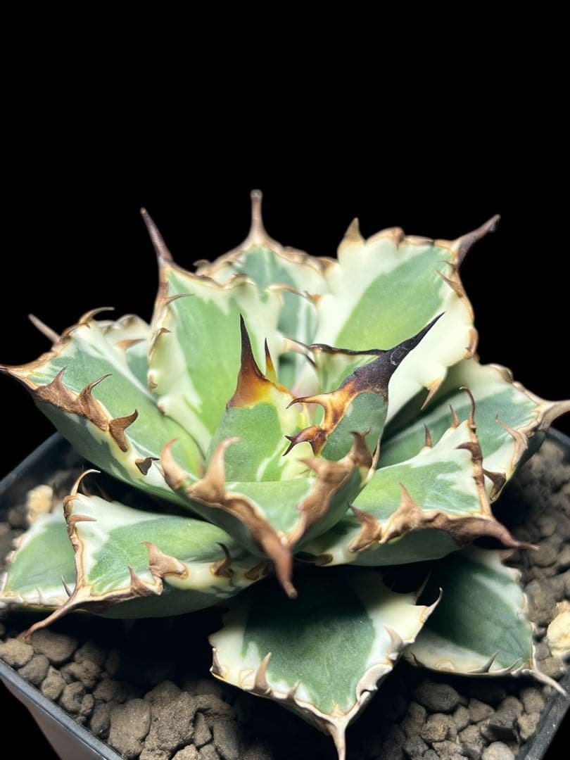 H*e様 アガベ チタノタ 姫厳竜 斑入り 白覆輪斑 子株付き