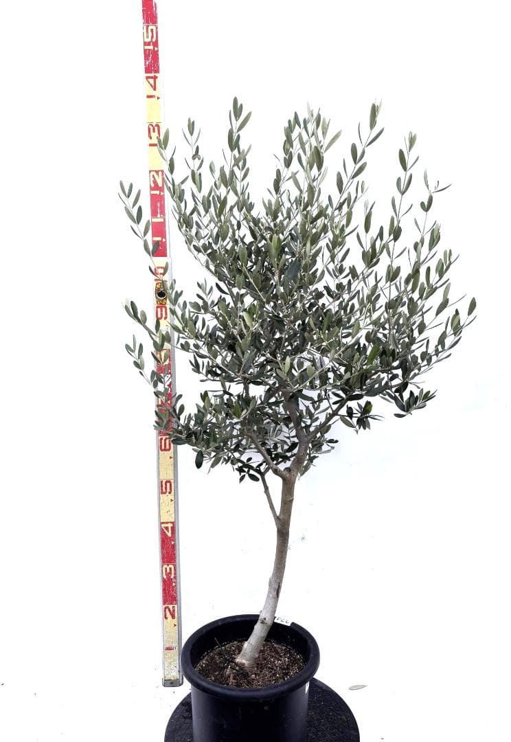オリーブの木　ルッカ　8号　約130cm　K-274　人気品種　現品掲載