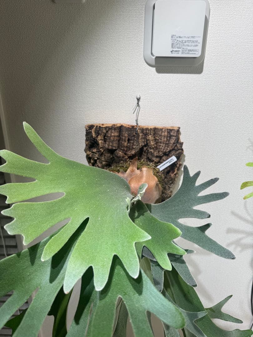 Platycerium celso original ビカクシダ