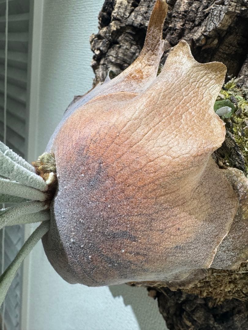 Platycerium celso original ビカクシダ