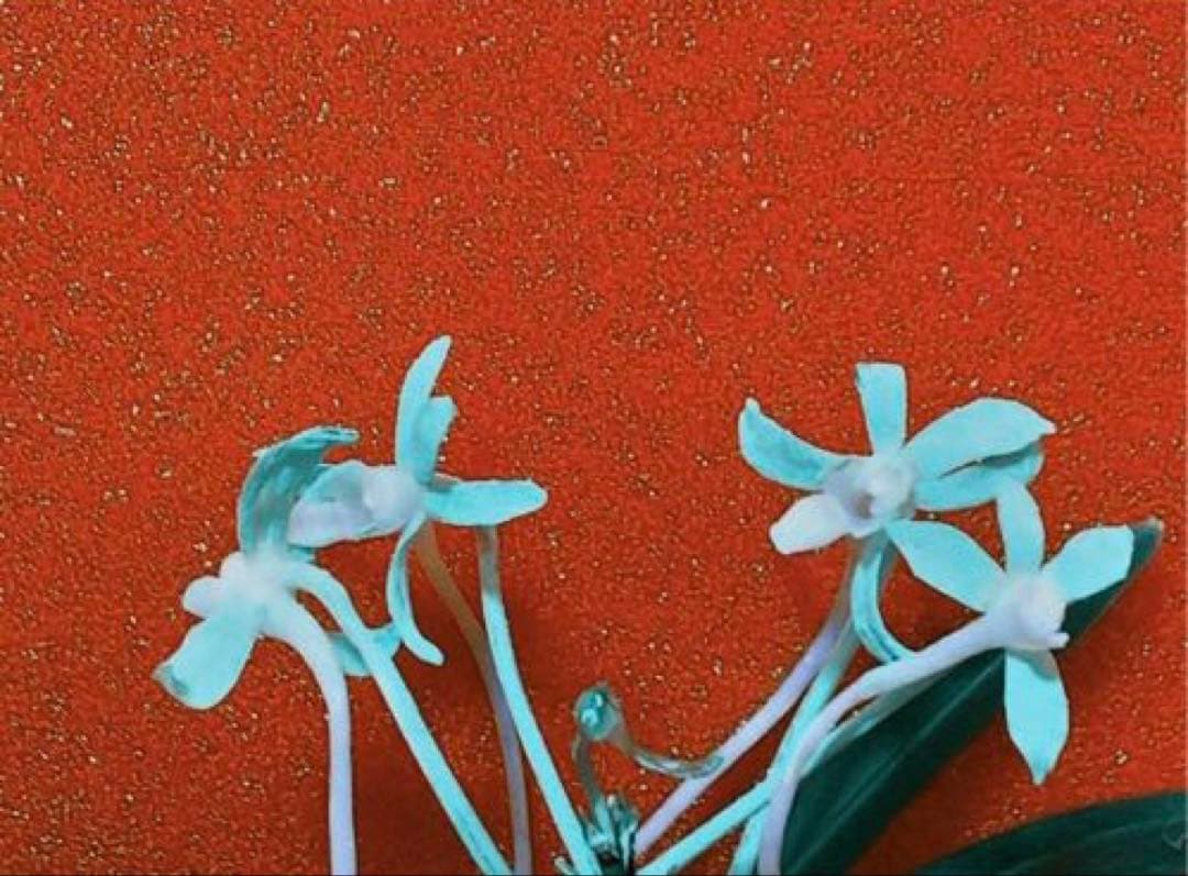 【年末特価品】富貴蘭「克利奥佩特刺」（No.1最高柄）雄一無二の青軸黄縞の青花品