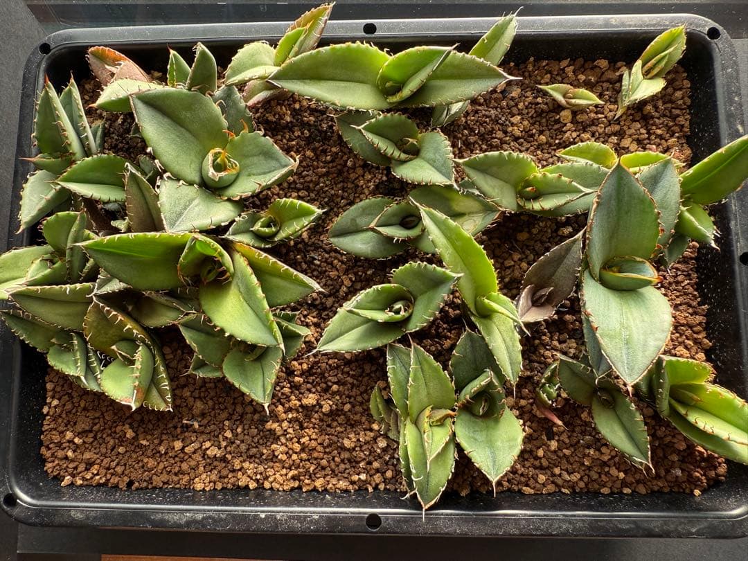 40株セット！　アガベ オテロイ　実生株