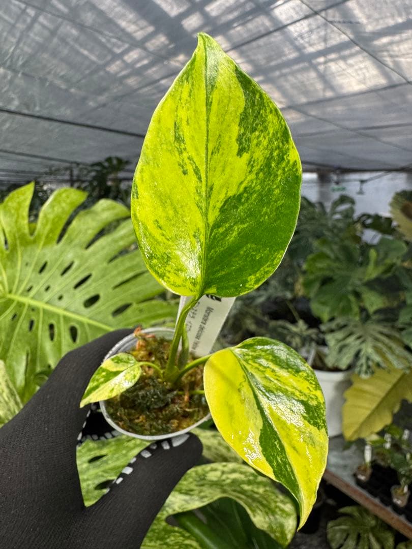 8モンステラ　イエローマリリン　黄斑入り　ネコポス