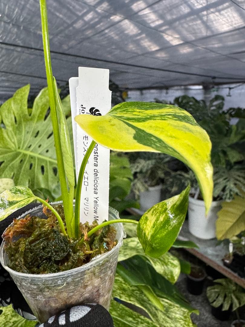 8モンステラ　イエローマリリン　黄斑入り　ネコポス