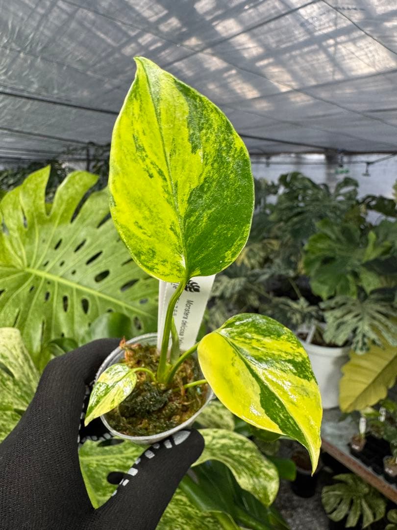 8モンステラ　イエローマリリン　黄斑入り　ネコポス