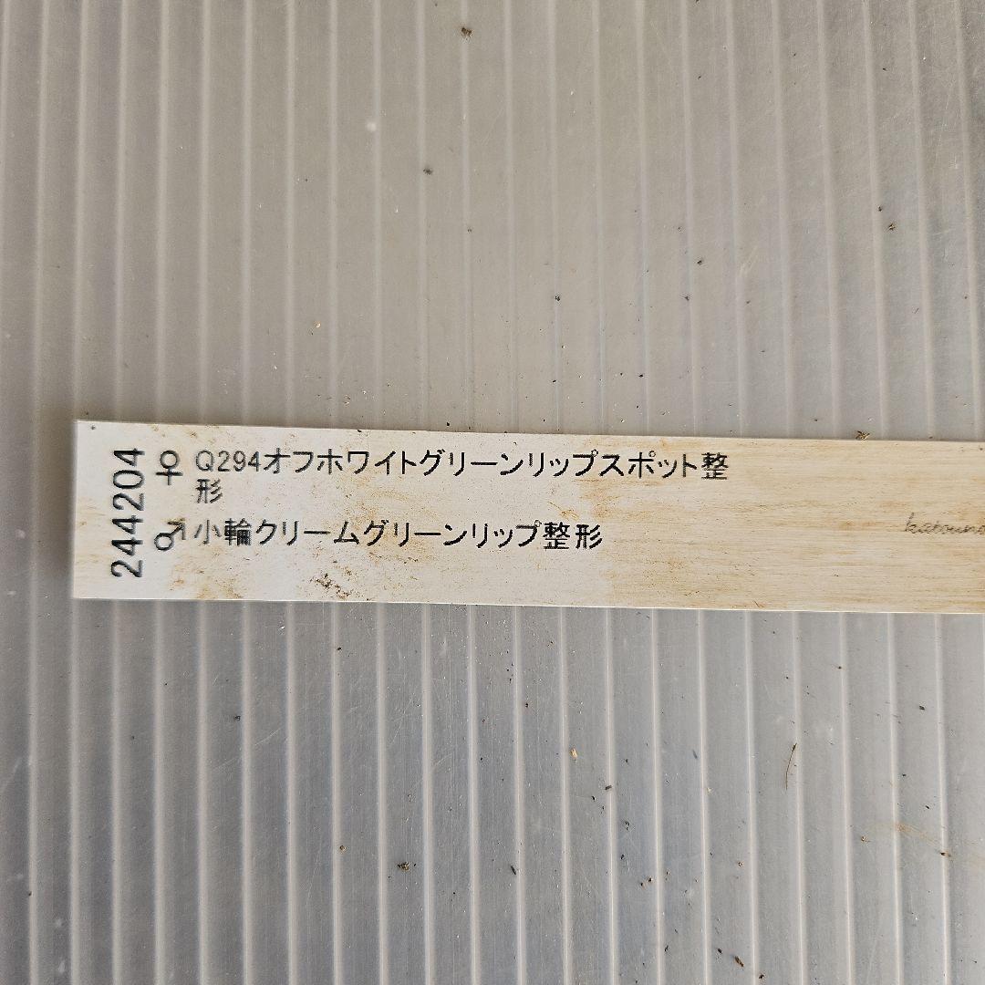 ★ごまたまご様お取り置き苗㉖-390クリスマスローズ