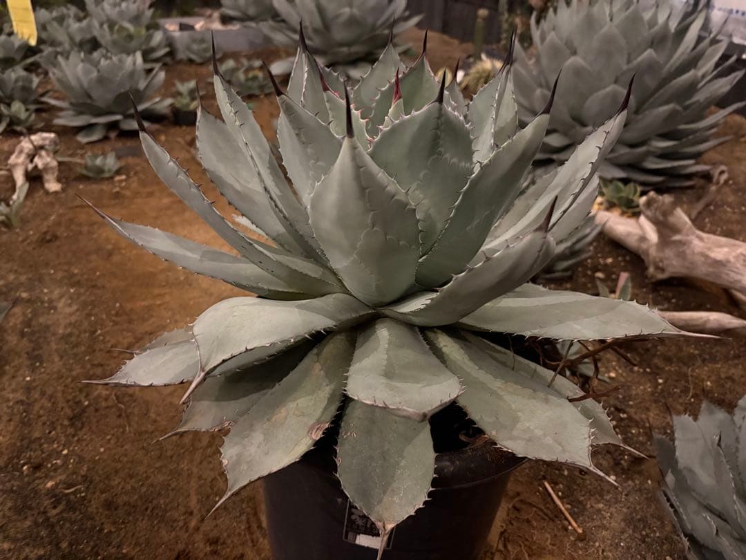 よ*あ様 【超超希少/特大47センチ/✴︎300円スタート✴︎】姫吉祥天　パリー