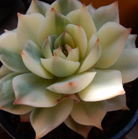 ピンクチップ錦♥マジョリカ♥　多肉植物　エケベリア