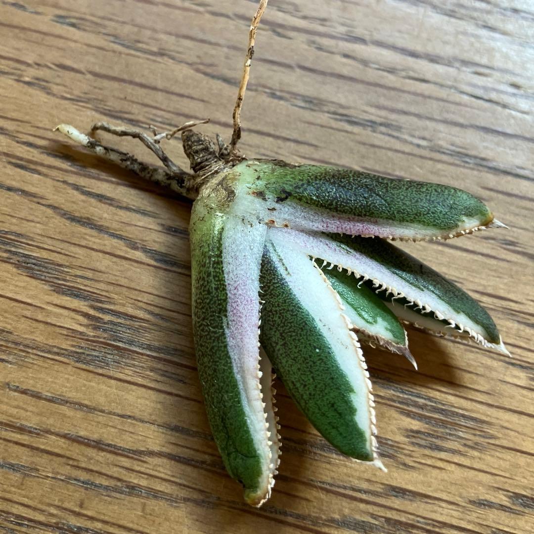 G*n様 希少【週末オークション】②匿名配送　アガべ　豆豆龍錦　覆輪斑　TC