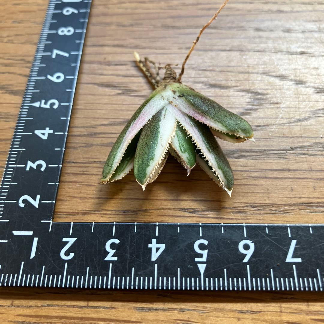 G*n様 希少【週末オークション】②匿名配送　アガべ　豆豆龍錦　覆輪斑　TC