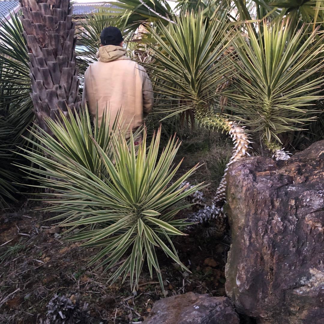 ユッカ アロイフォリア　バリエガータ 4ヘッド