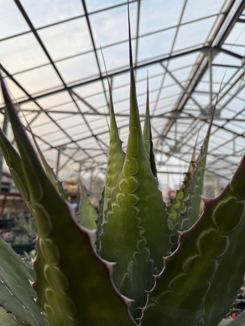 アガベ　モンタナ　大株