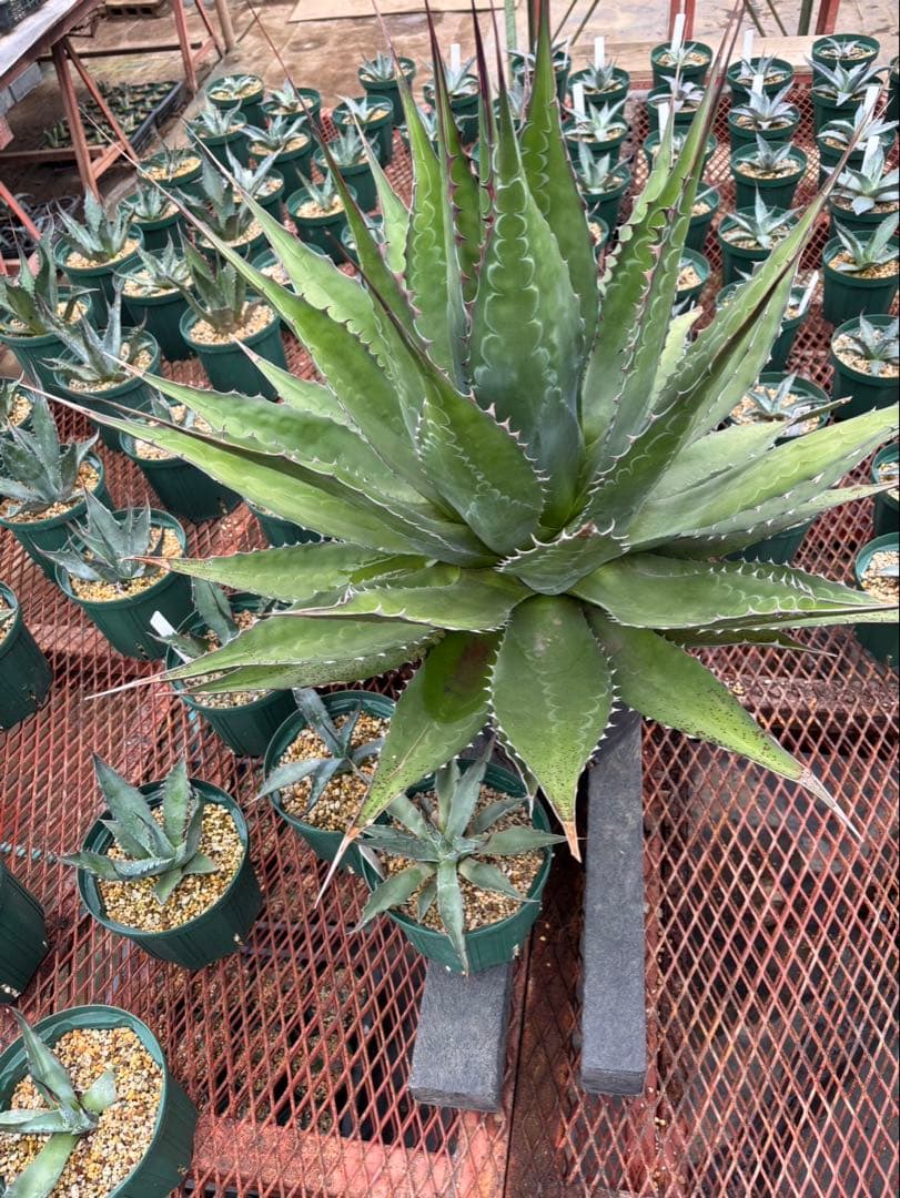 アガベ　モンタナ　大株