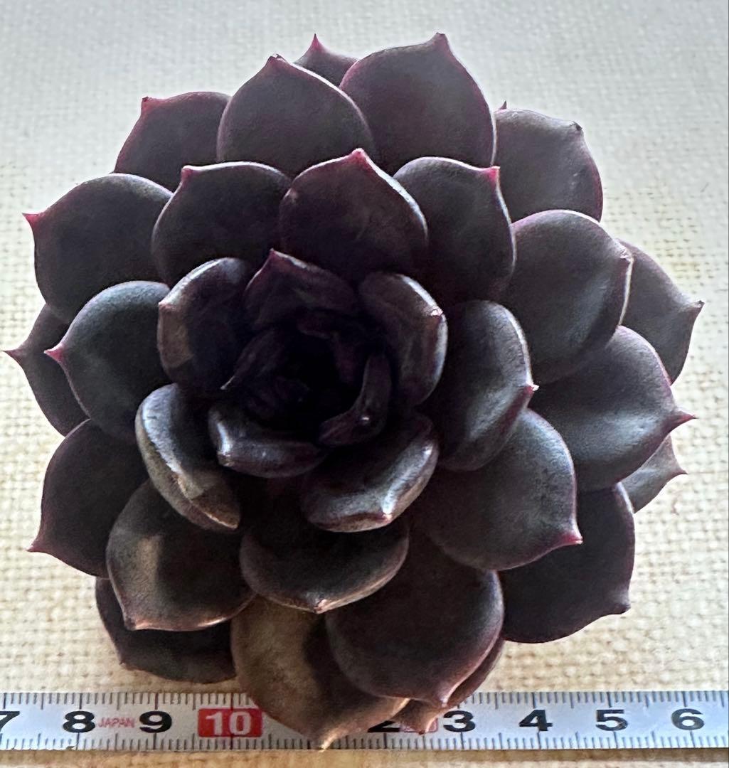 や*る様 2401 新入荷　ブラックチョコレート　エケベリア　多肉　撮影12月2