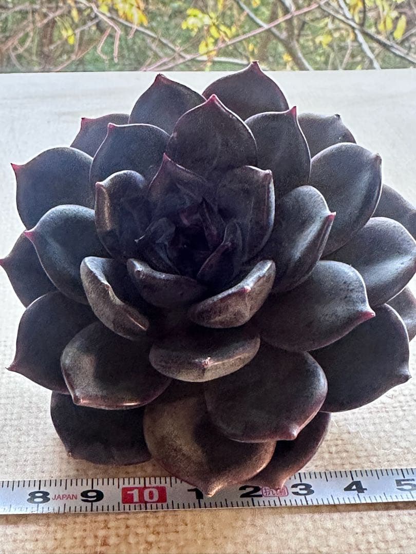 や*る様 2401 新入荷　ブラックチョコレート　エケベリア　多肉　撮影12月2