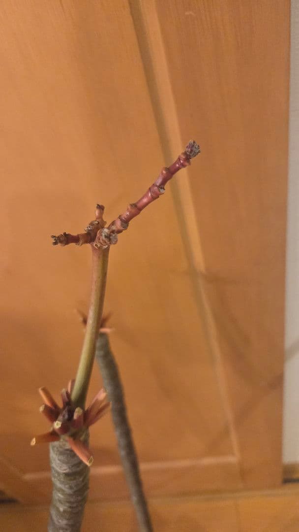 はじめてみようのプルメリア 　発根から5歳　去年鉢替え済み　サンバリーナ