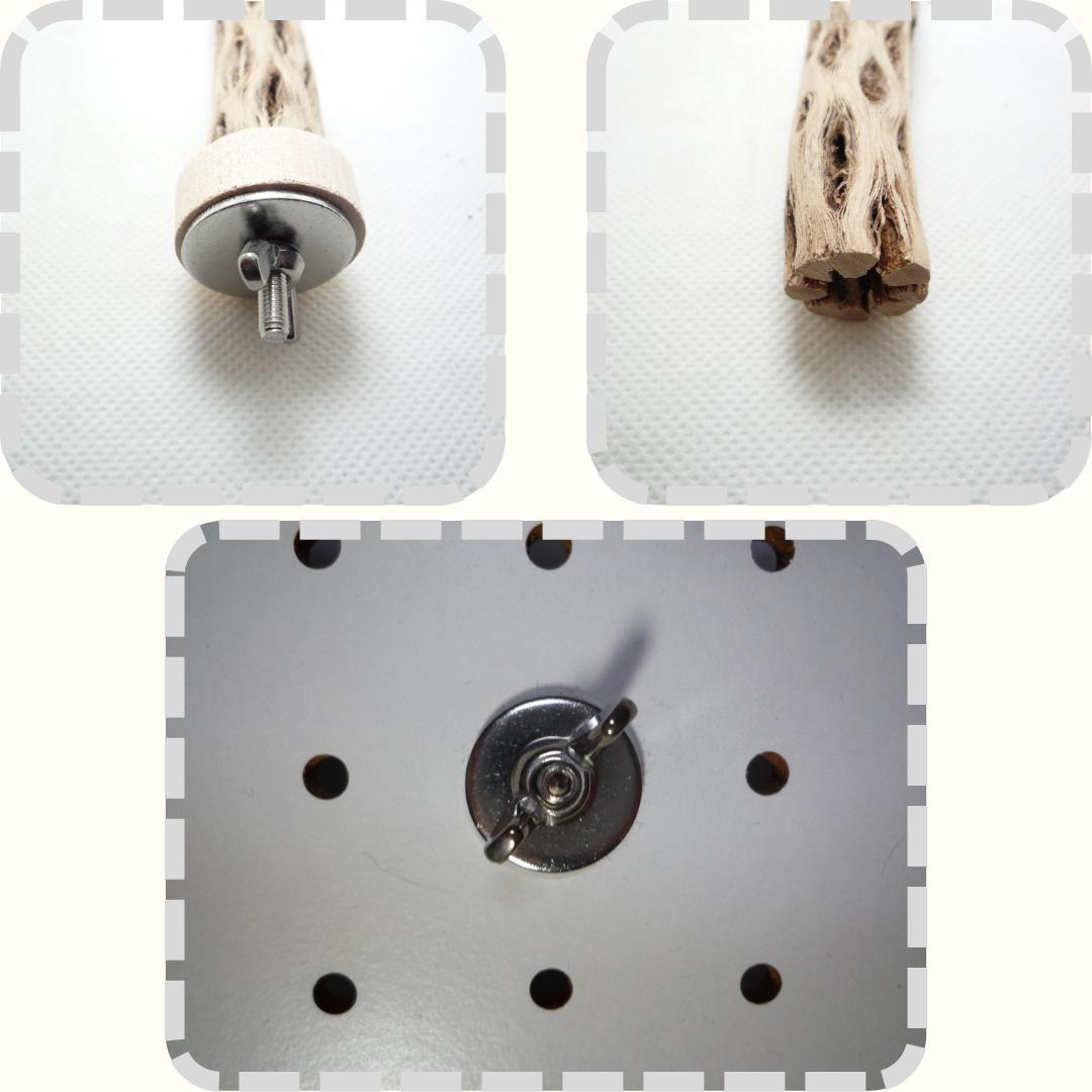 R@　おまとめ　カクタスパーチ　３本