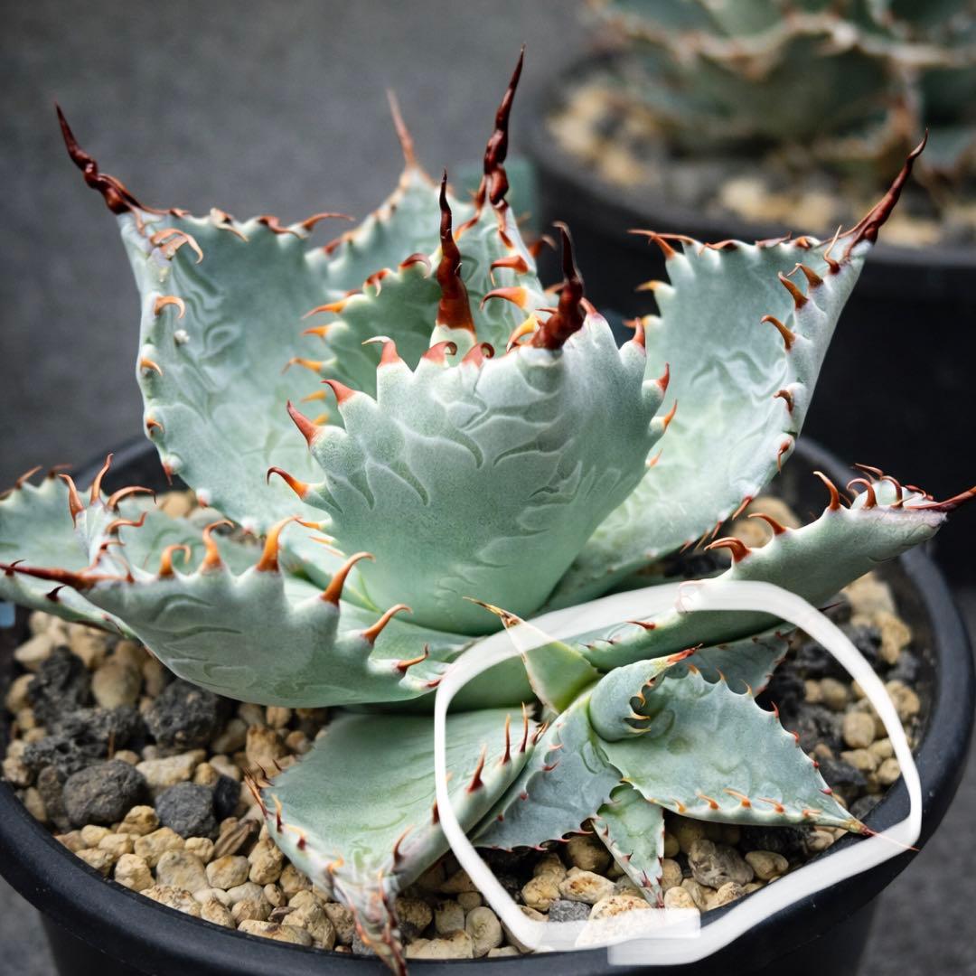 アガベ　ハイブリッド　狂刺特選　屈原乃舞扇×甲蟹