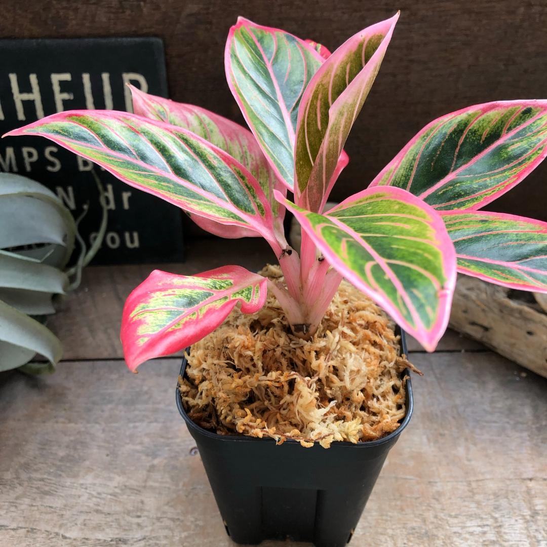 ★ポットごと♡ロータス デライト♡アグラオネマ♡希少♡観葉植物