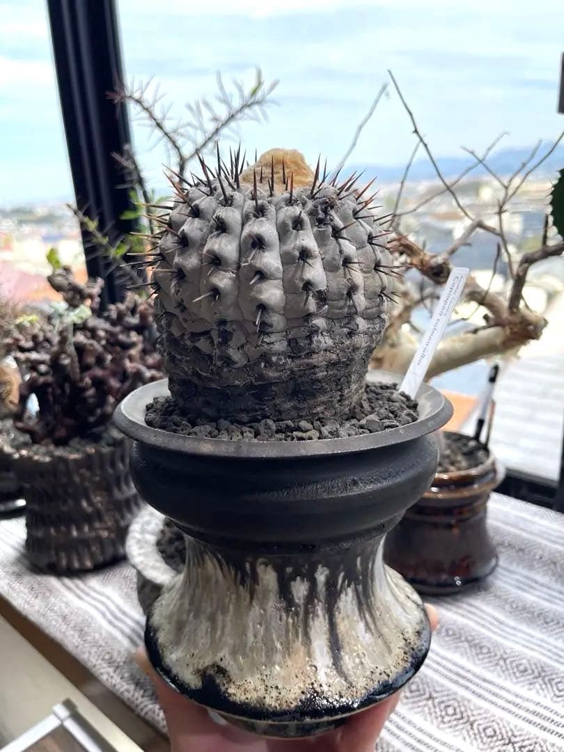 コピアポア シネレア アルバム 孤竜丸