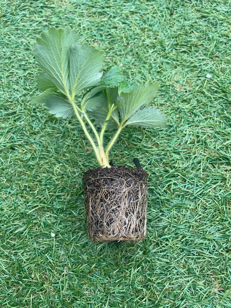 農家直送　とちおとめ　大粒いちご苗　50株セット