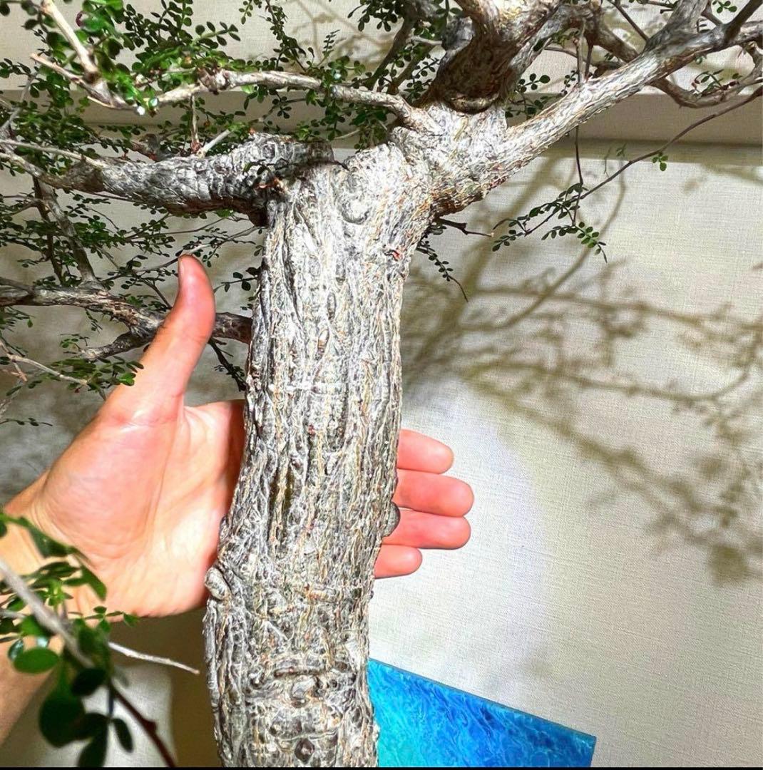 極太　巨木感　低重心　Bonsai　激渋　発根済　オペルクリカリア　デカリー